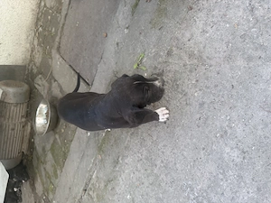 Pui Dog German  - imagine 2