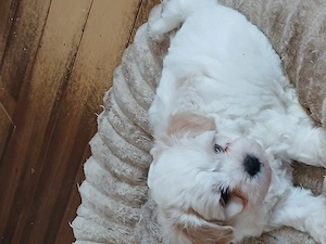 Vând bichon vârstă 5 saptamani - imagine 2