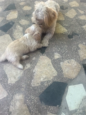 pui de bichon  - imagine 5