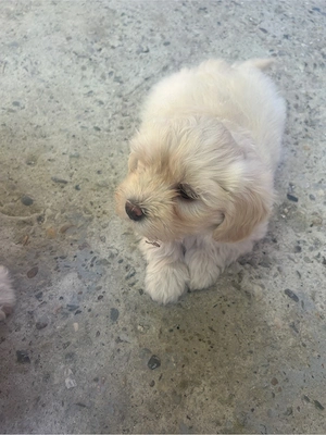 pui de bichon  - imagine 4