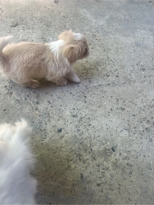 pui de bichon  - imagine 3