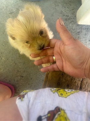 pui de bichon 