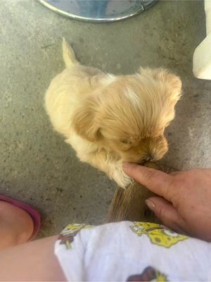 pui de bichon  - imagine 2