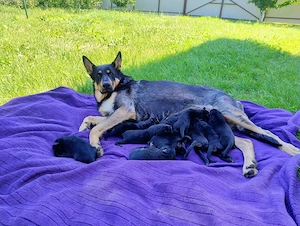 Cățeluși de ciobanesc german