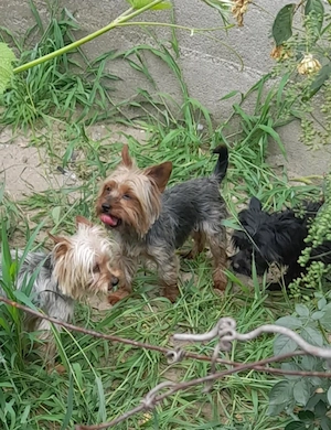 Femela Yorkshire terrier  - imagine 4