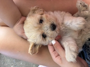 Donez bichon havanez  - imagine 5