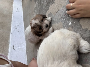 Donez bichon havanez  - imagine 4
