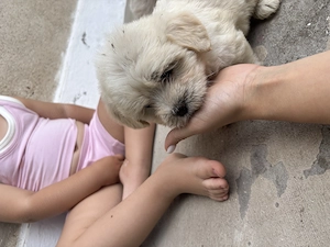 Donez bichon havanez  - imagine 3