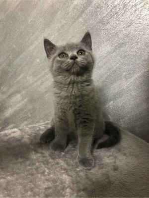 British Shorthair 