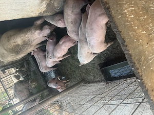 Purcei de vânzare 8 săptămâni 