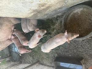 Purcei de vânzare 8 săptămâni  - imagine 3