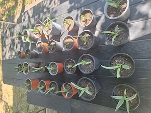 Aloe Vera(Agave americane)
