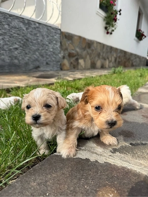 Pui bichon  - imagine 3