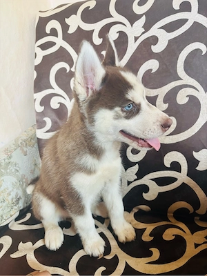 husky siberian baietel  - imagine 5