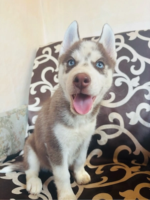 husky siberian baietel  - imagine 3
