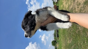 Pui Border Collie pentru stână   turmă - imagine 4