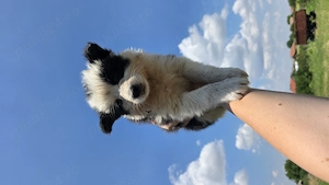 Pui Border Collie pentru stână   turmă - imagine 2
