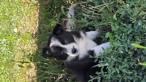 Pui Border Collie pentru stână   turmă - imagine 5