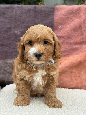 pui de maltipoo pudel toy  - imagine 3