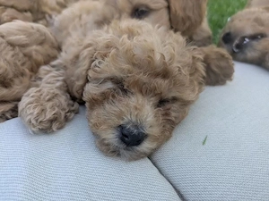 pui pudel cu bichon maltipoo - imagine 2