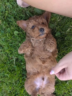 pui pudel cu bichon maltipoo - imagine 3