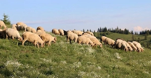 Vând miei sau schimb cu capre angulo-nubiene 
