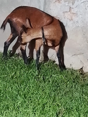 Vand iadă alpină ciuta genetic din părinți ff buni