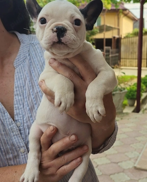 mascul bulldog frandez - imagine 4