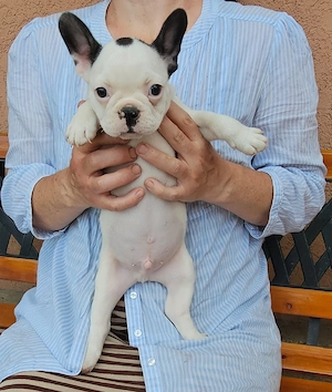 mascul bulldog frandez - imagine 5