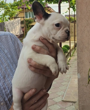 mascul bulldog frandez - imagine 3