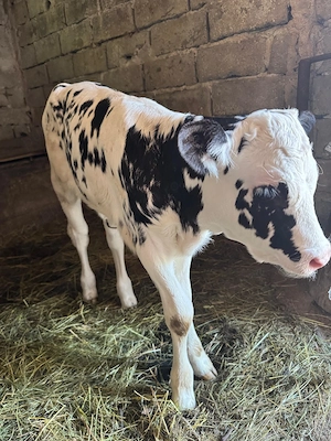 Vițica Holstein - imagine 2