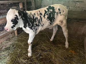 Vițica Holstein