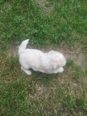 Vând puiuți de bichon, fetița și baiat - imagine 2