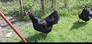 Oua găini Australorp  - imagine 4