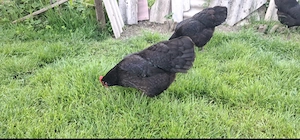 Oua găini Australorp  - imagine 3