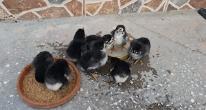 Oua găini Australorp  - imagine 5