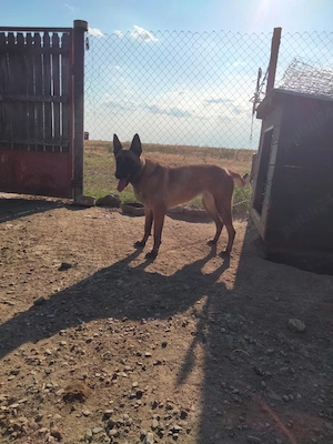 Ciobanesc Belgian 