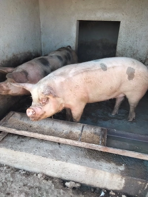 Porci de carne - imagine 3