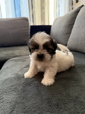 Pui de shih tzu 
