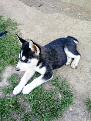 Cățel Husky Siberian  - imagine 2