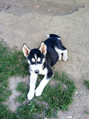 Cățel Husky Siberian 