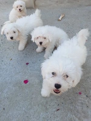 Vând pui de Bichon Maltez  - imagine 5