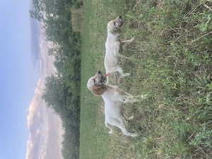 Setter Englez - linia de vânătoare, deosebiți și pentru companie - imagine 2