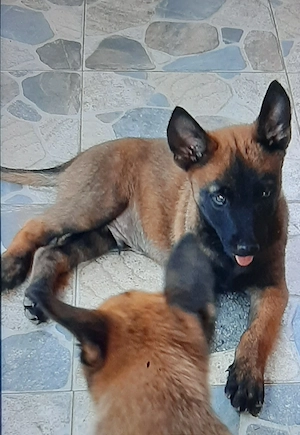 Vand Ciobanesc bwlgian malinois baietel 6 saptamani