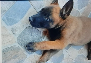 Vand Ciobanesc bwlgian malinois baietel 6 saptamani - imagine 2