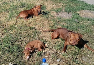 vând Amstaff mascul femelă,1 an jumătatea 