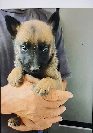 Vand puiut ciobanesc belgian malinois baietel