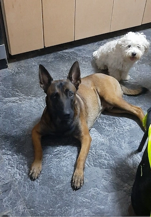Vand Ciobanesc bwlgian malinois baietel 6 saptamani - imagine 3