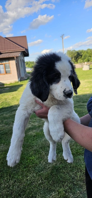 Vând pui Ciobănesc de Bucovina, în vârstă de 2 luni, sănătos, robust și foarte bine dezvoltat.  - imagine 2