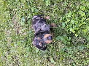 Teckel mascul talie mica - imagine 5